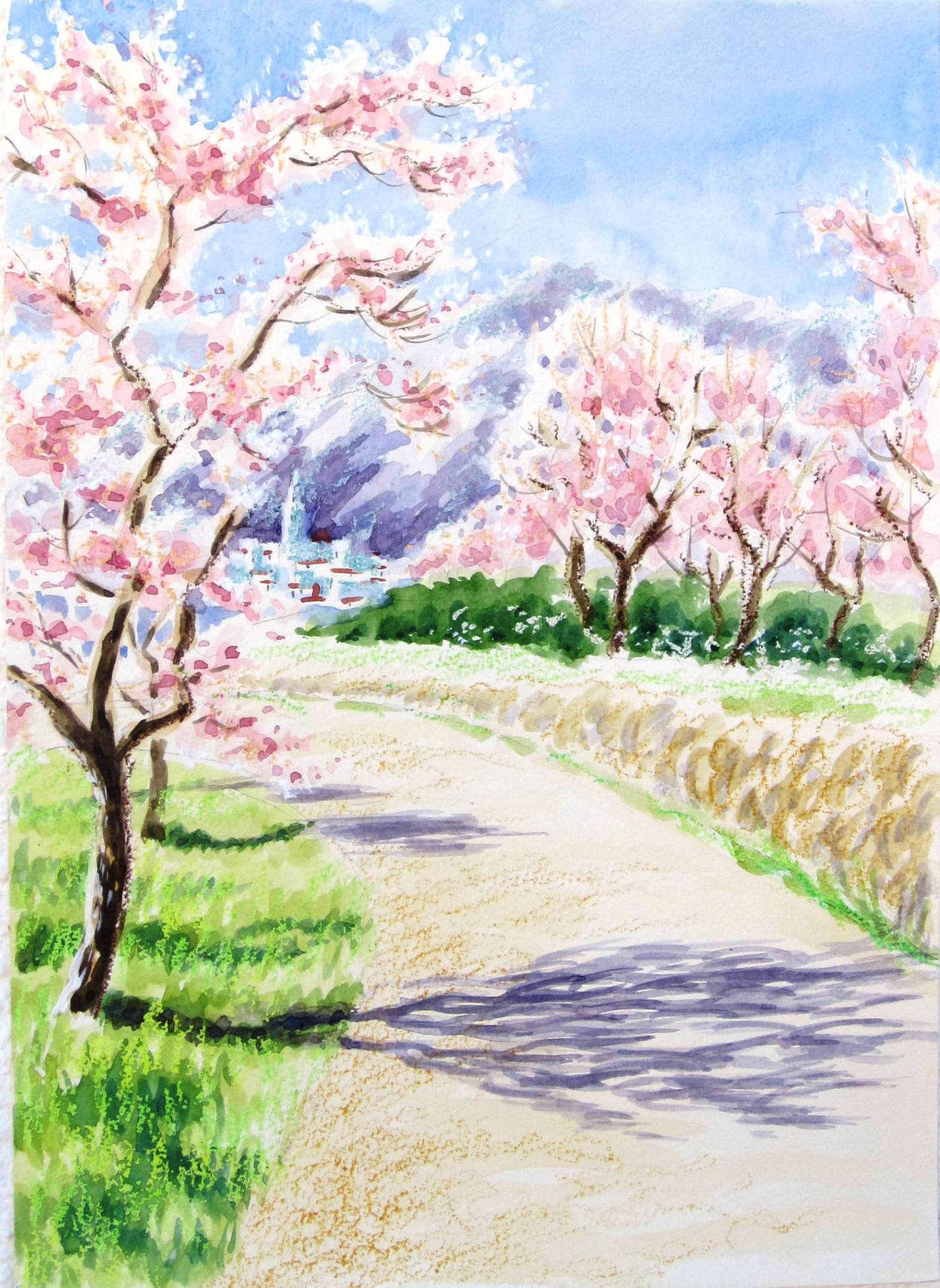 Almond blossom view.